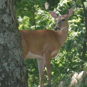 Meet your Posher, Nancy